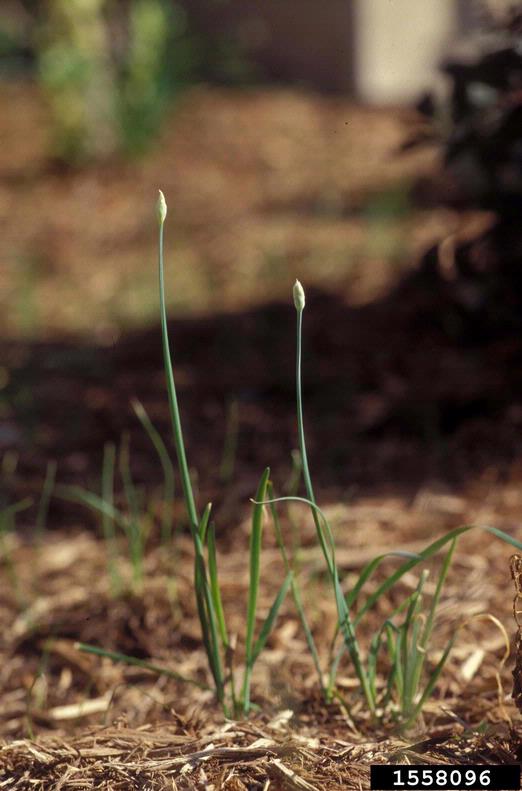 wild onion (Allium canadense)
