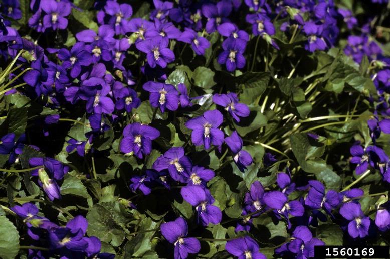 violet (Genus Viola)