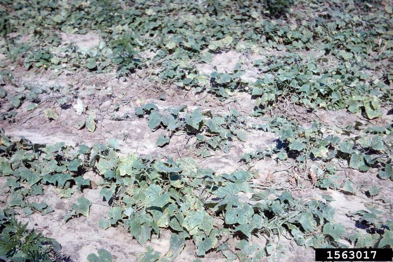 angular leaf spot of cucumber (Pseudomonas syringae pv. lachrymans ...