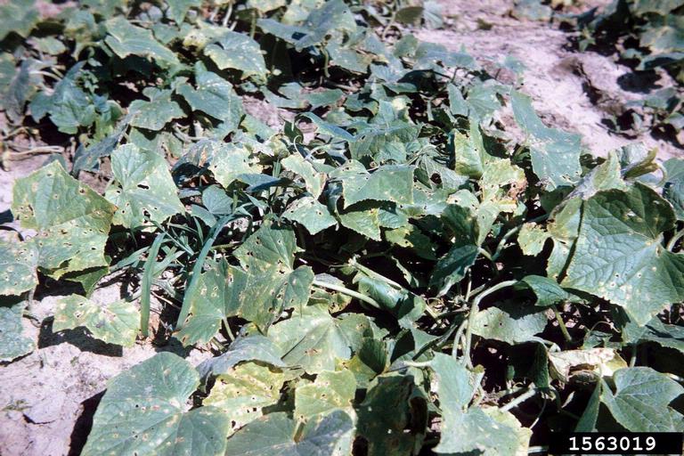 angular leaf spot of cucumber (Pseudomonas syringae pv. lachrymans ...