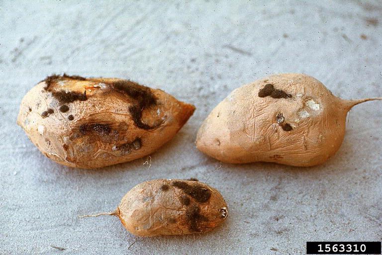 Rhizopus soft rot is the most common disease found in stored sweetpotatoes.  The rot is soft, wet and often white, whiskery fungal growth covers the tissue.  Later black spores develop.