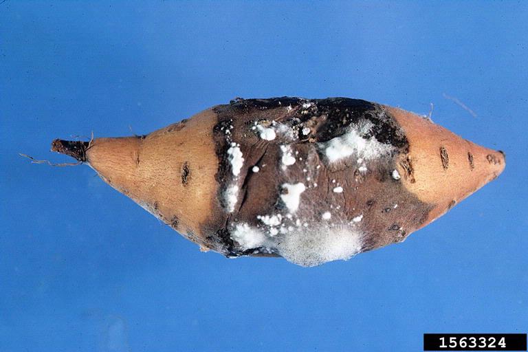 Sweetpotato out of storage with soft rot.  Cultivar may be Pope.  Roots incubated in a moist chamber  (Nov77).