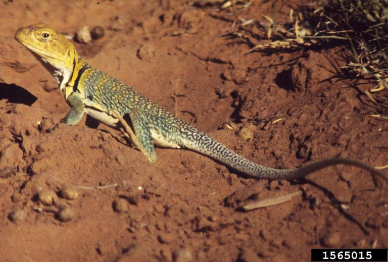 collared lizard (Crotaphytus collaris)
