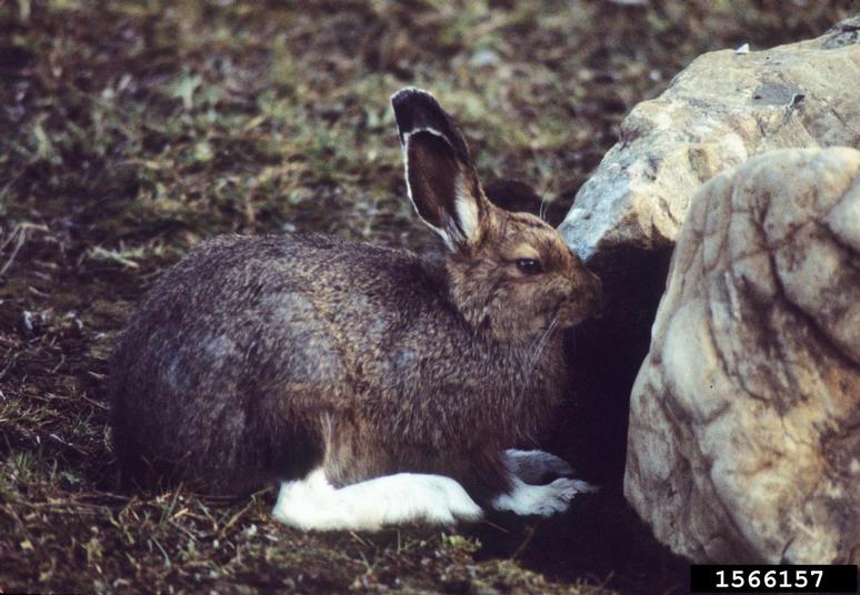 snowshoe hare (Lepus americanus)