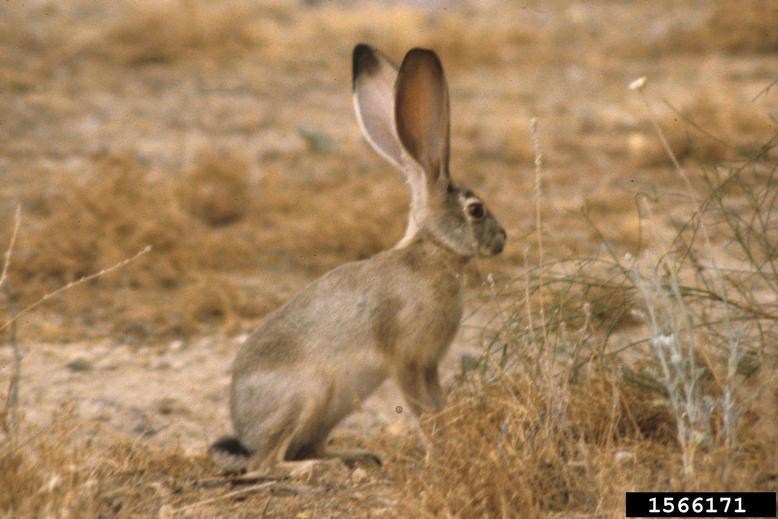 blacktailed jack rabbit (Lepus californicus)