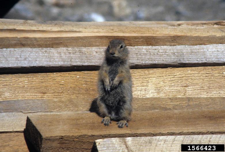 Arctic ground squirrel (Urocitellus parryii (Richardson, 1825))