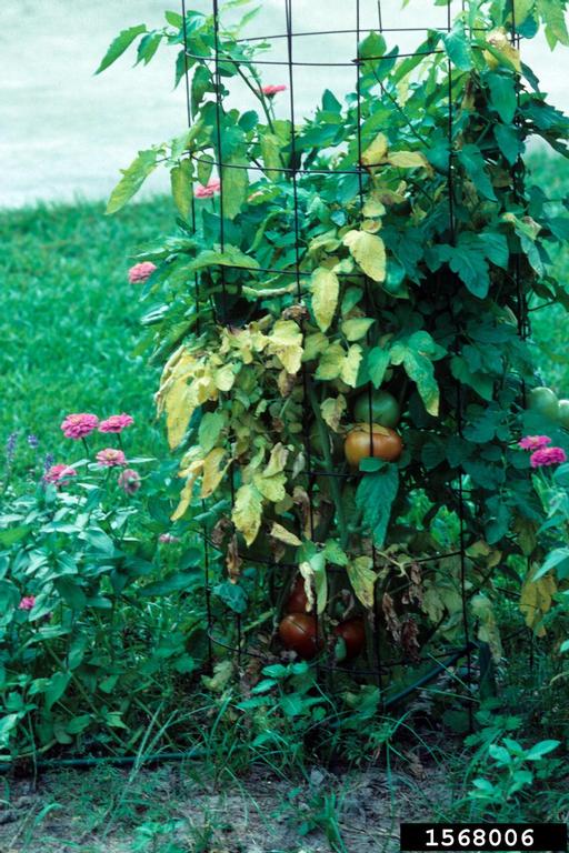 Fusarium Wilt Fusarium Oxysporum F sp Lycopersici On Garden Tomato 