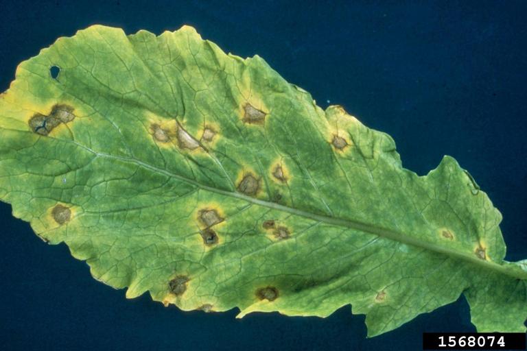 white leaf spot (Cercospora brassicicola)
