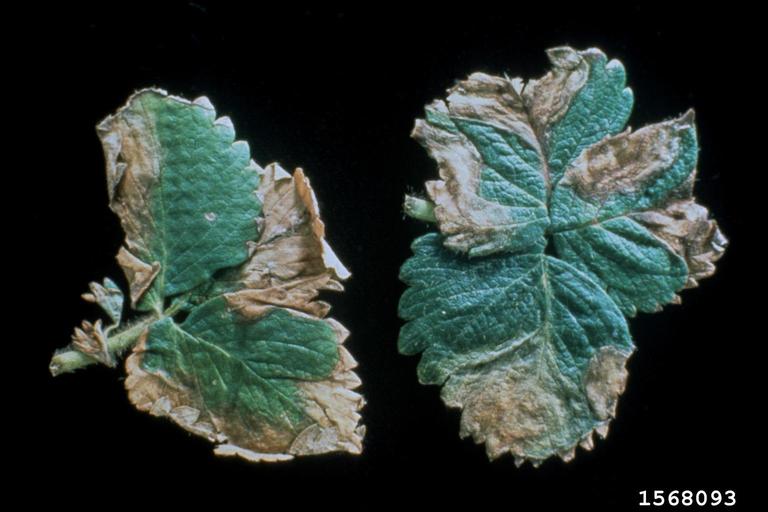 Phomopsis leaf blight and fruit rot (Phomopsis obscurans)