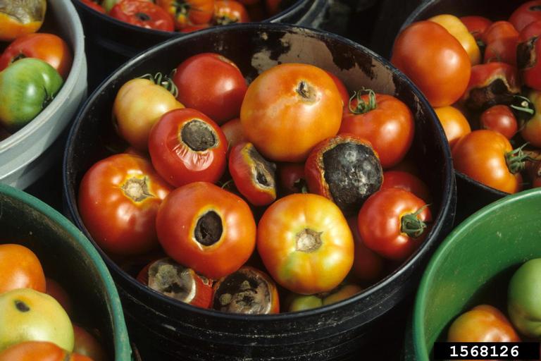 calcium deficiency on garden tomato (Solanum lycopersicum
