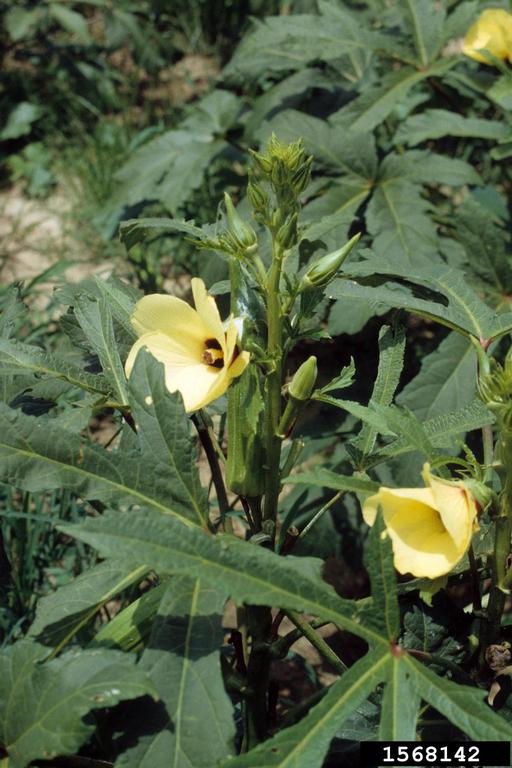 okra (Abelmoschus esculentus)