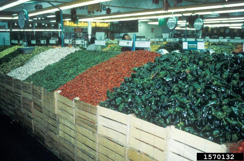 pepper (Genus Capsicum)