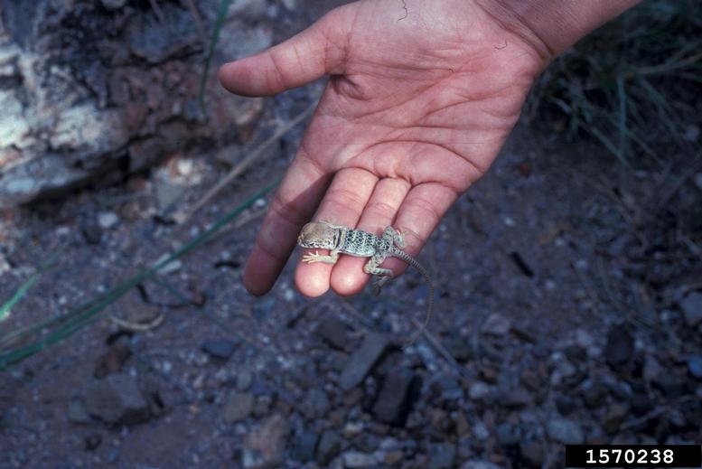 collared lizard, Crotaphytus collaris (Squamata Crotaphytidae) 1570238