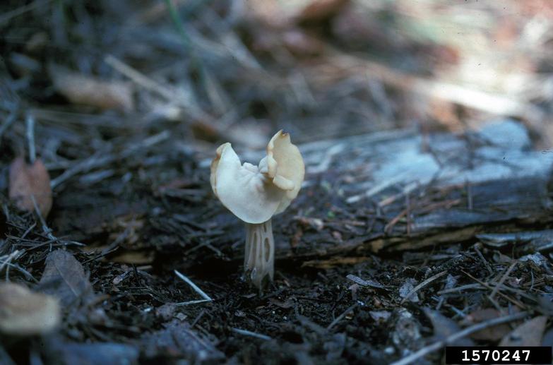 fluted white elfin saddle mushroom (Helvella crispa)