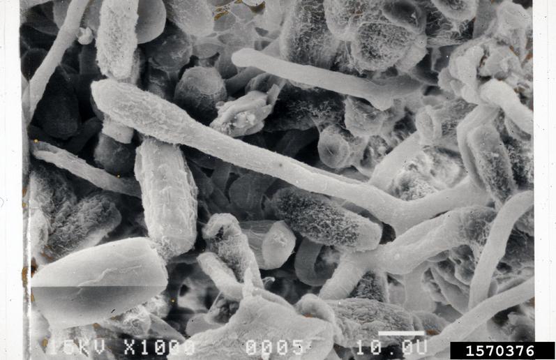 powdery mildew (Oidium spp. ) on spindletree (Euonymus spp. ) 1570376