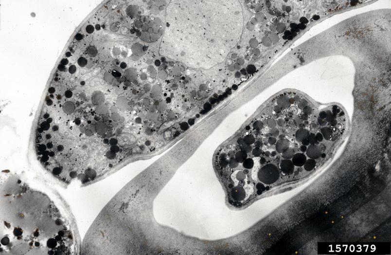 powdery mildew (Oidium spp. ) on spindletree (Euonymus spp. ) 1570379