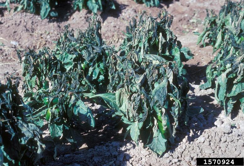 cold injury (low temperature) on pepper (Capsicum annuum ) 1570924