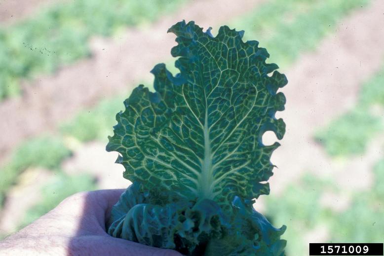 Mirafiori Lettuce Bigvein Virus (Ophiovirus Mirafiori Lettuce Bigvein