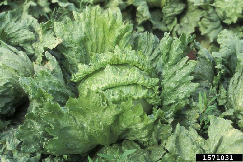 Mirafiori Lettuce Bigvein Virus (Ophiovirus Mirafiori Lettuce Bigvein