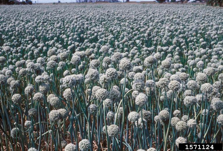 garden onion (Allium cepa L.)