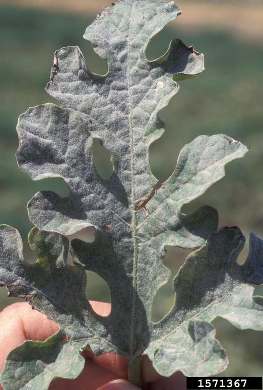 Watermelon leaf showing an even distribution of powdery mildew (<em>Podosphaera xanthii</em>) over the entire leaf surface. June 1995