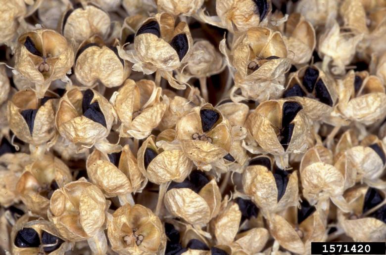 garden onion (Allium cepa L.)