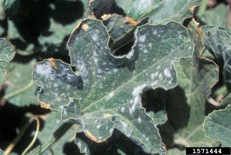 Powdery mildew lesions caused by <em>Podosphaera xanthii</em>. July 1995