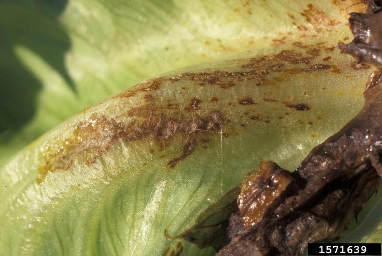 Rhizoctonia dampingoff, blight and rot (Rhizoctonia solani ) on