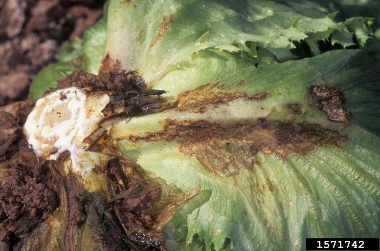 Rhizoctonia dampingoff, blight and rot (Rhizoctonia solani ) on