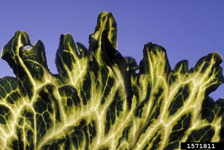 Mirafiori Lettuce Bigvein Virus (Ophiovirus Mirafiori Lettuce Bigvein