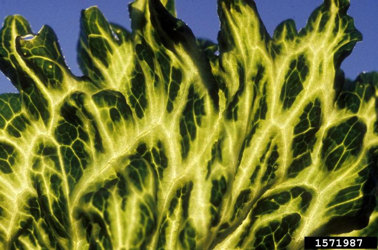 Mirafiori Lettuce Bigvein Virus (Ophiovirus Mirafiori Lettuce Bigvein