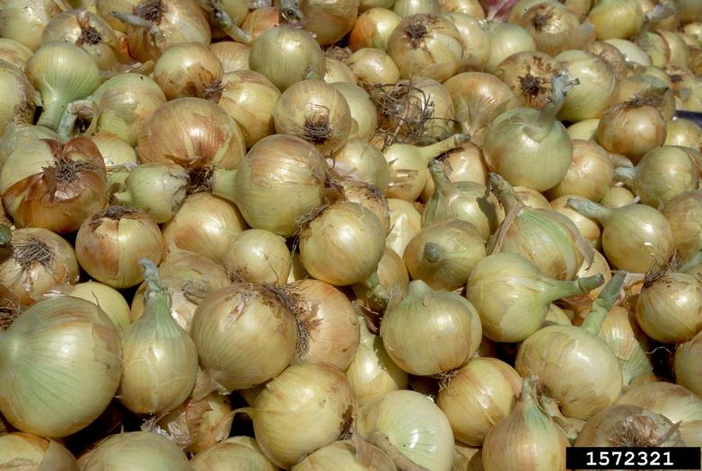 garden onion (Allium cepa L.)