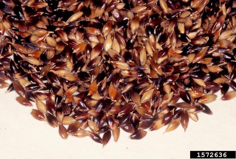 sudangrass, Sorghum bicolor ssp. drummondii (Cyperales: Poaceae) - 1572636