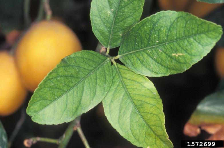 nutrient deficiency on orange (Citrus x sinensis ) 1572699