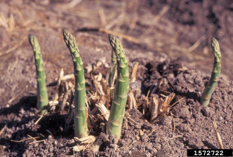 asparagus (Asparagus officinalis)