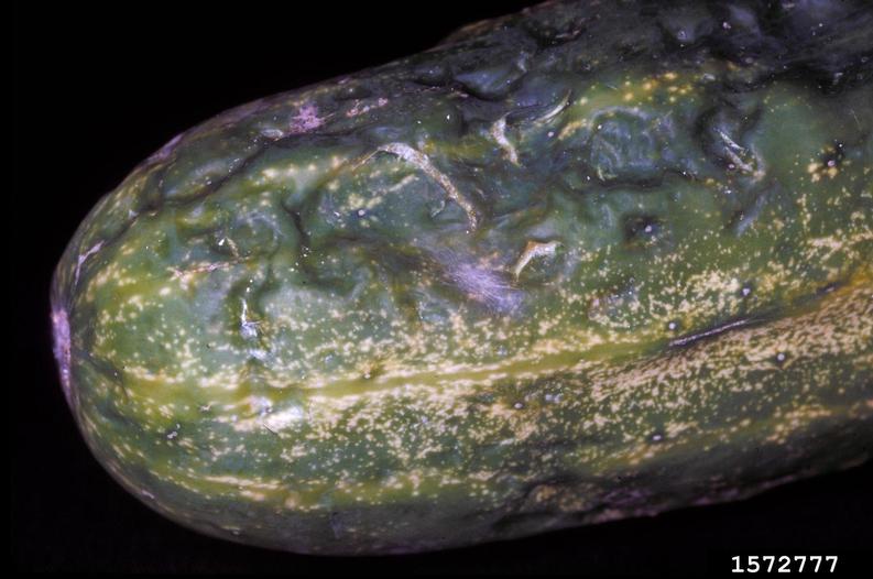 cold injury (low temperature) on cucumber (Cucumis sativus ) 1572777
