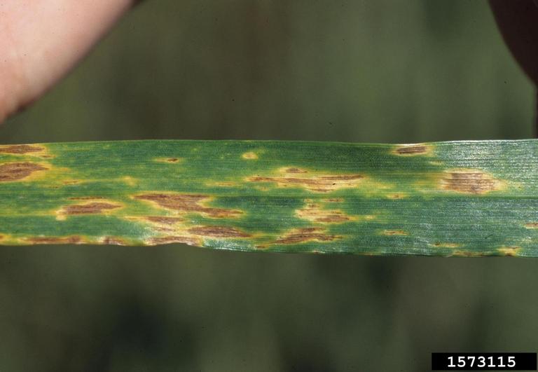 Septoria tritici blotch on wheat. May 1997