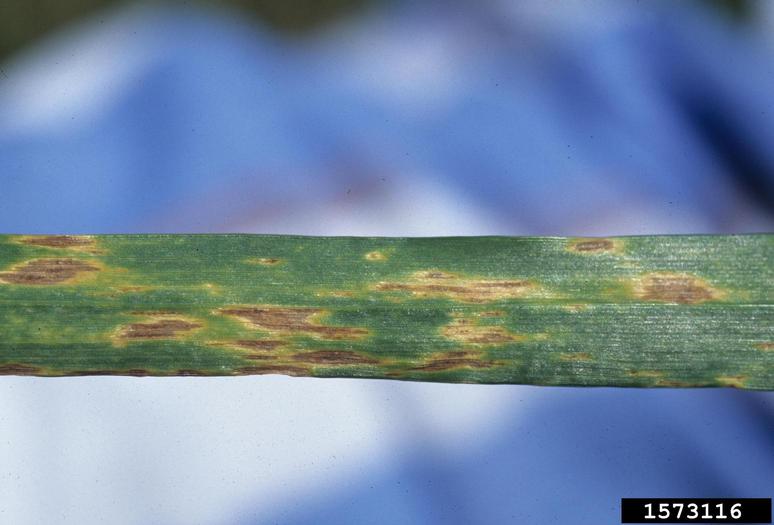 Septoria tritici blotch on wheat. May 1997
