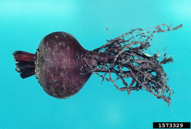 rootknot nematode (Meloidogyne spp. ) on beet (Beta spp
