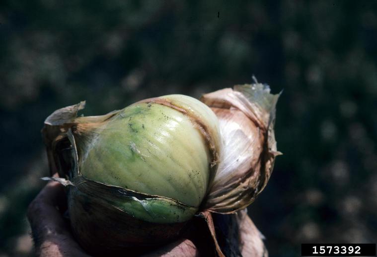sour skin of onion (Burkholderia cepacia)