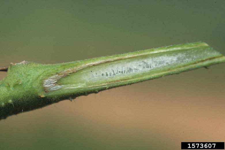 Foliar disease of tomato image