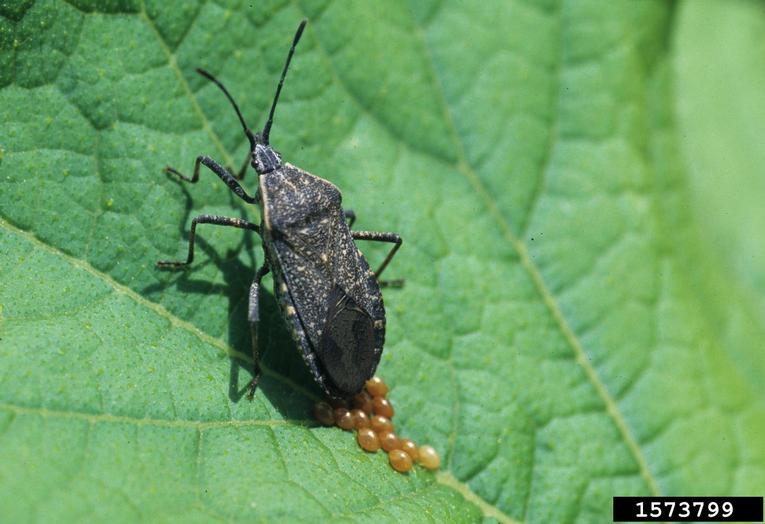 squash bug (Anasa tristis)