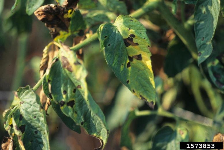 early blight (Alternaria solani ) on garden tomato (Solanum