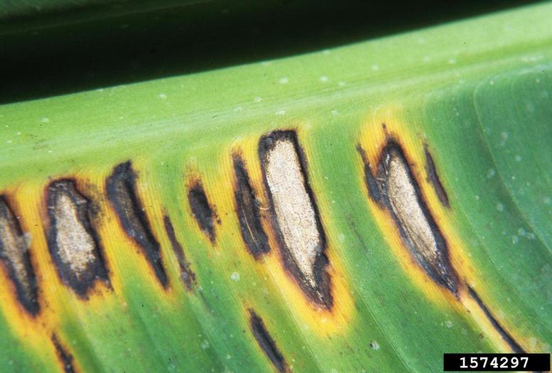 Lesions caused by black Sigatoka disease.