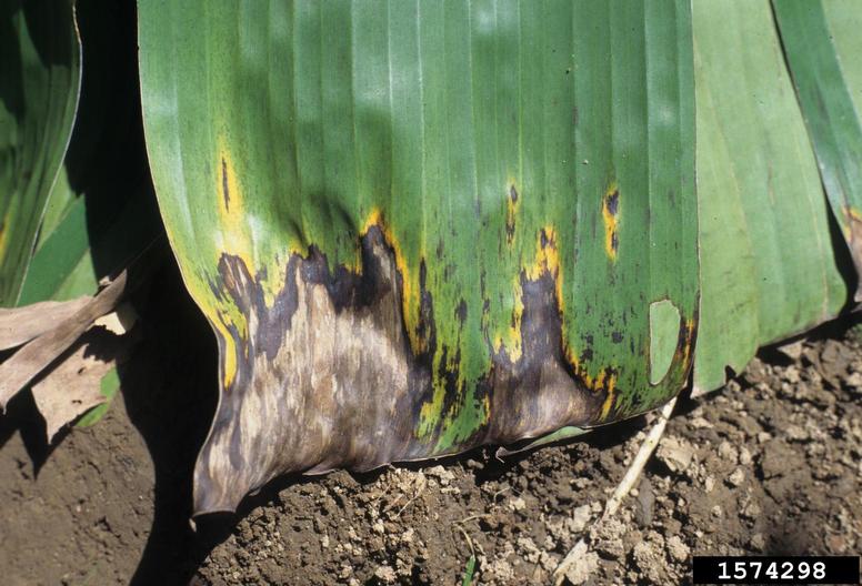 black Sigatoka disease (<em>Mycosphaerella fijiensis</em>) foliage on banana (<em>Musa balbisiana</em>)