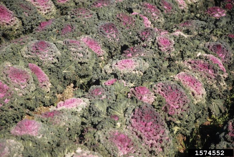cabbage collards and kale, Brassica oleracea (Capparales Brassicaceae