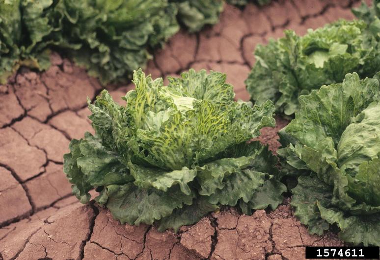 Lettuce BigVein Associated Virus (Varicosavirus Lettuce BigVein