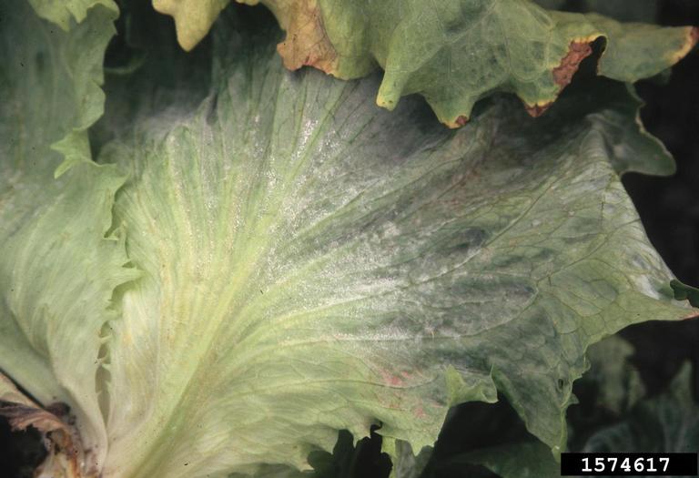 powdery mildew (Erysiphe cichoracearum)