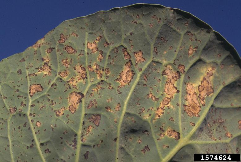 downy mildew (Peronospora parasitica ) on cabbage (Brassica oleracea