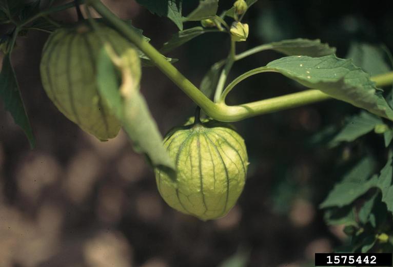 tomatillo groundcherry (Physalis philadelphica)